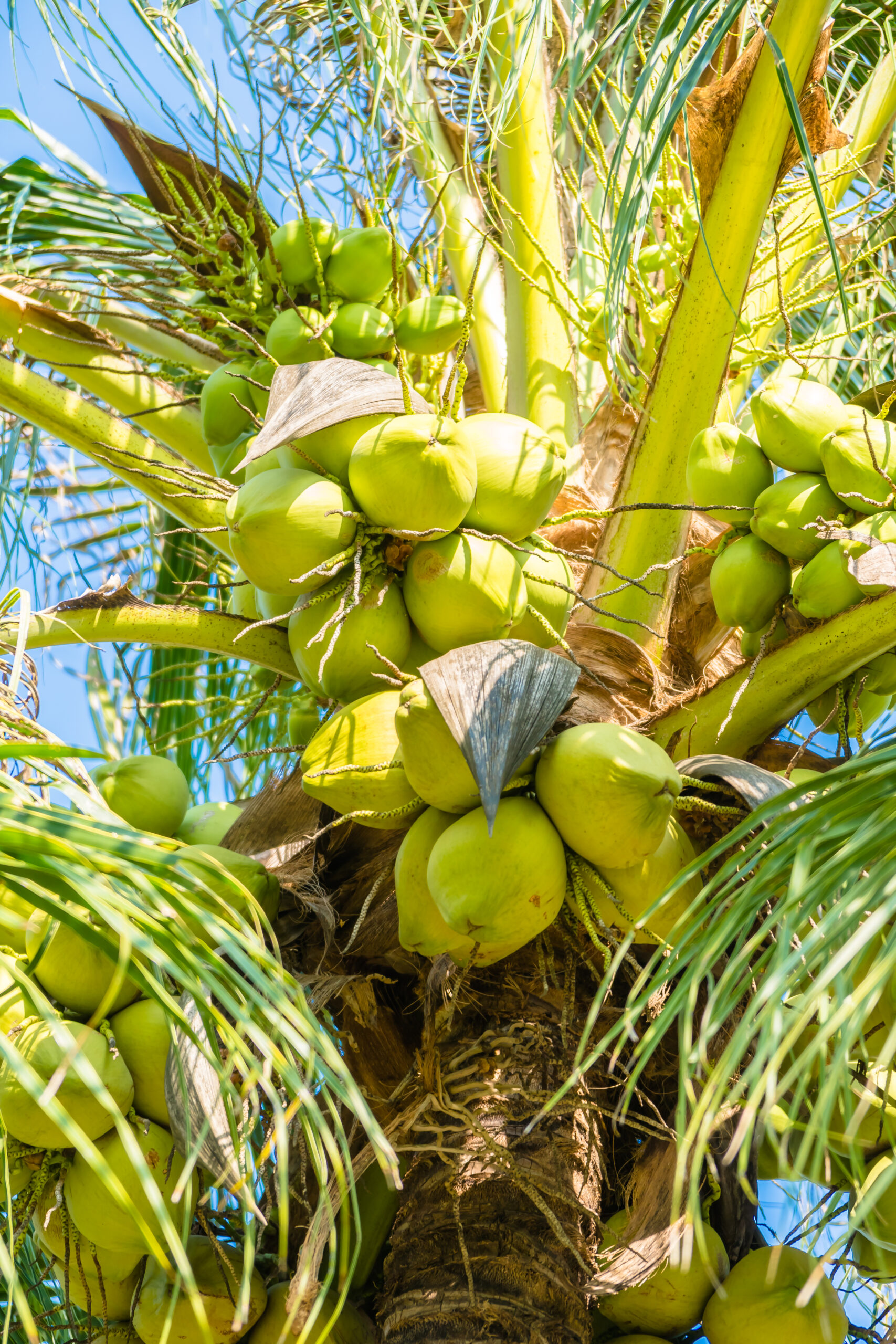 Coconuts on the palm