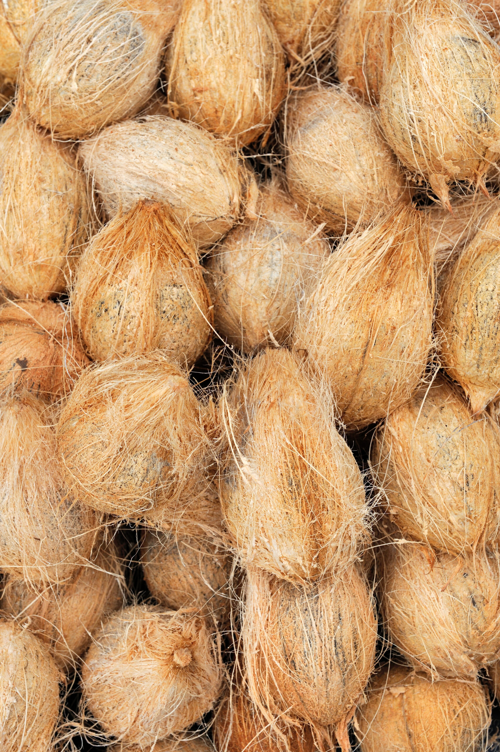 Sun-dried copra