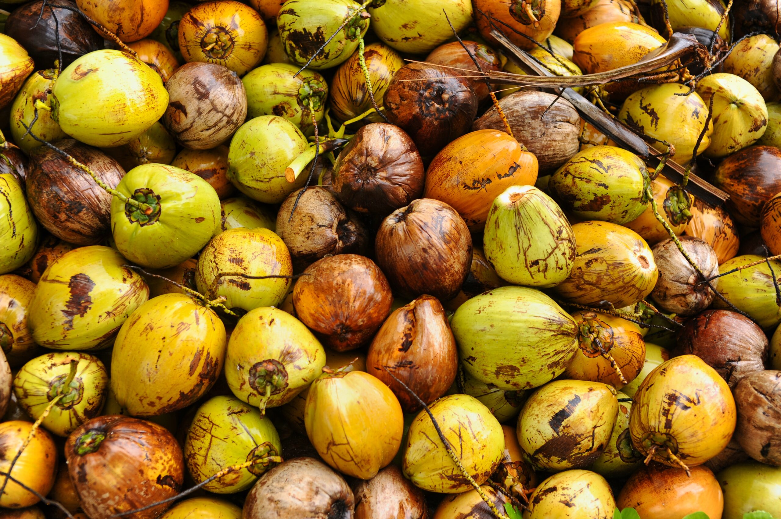 Freshly harvested coconuts