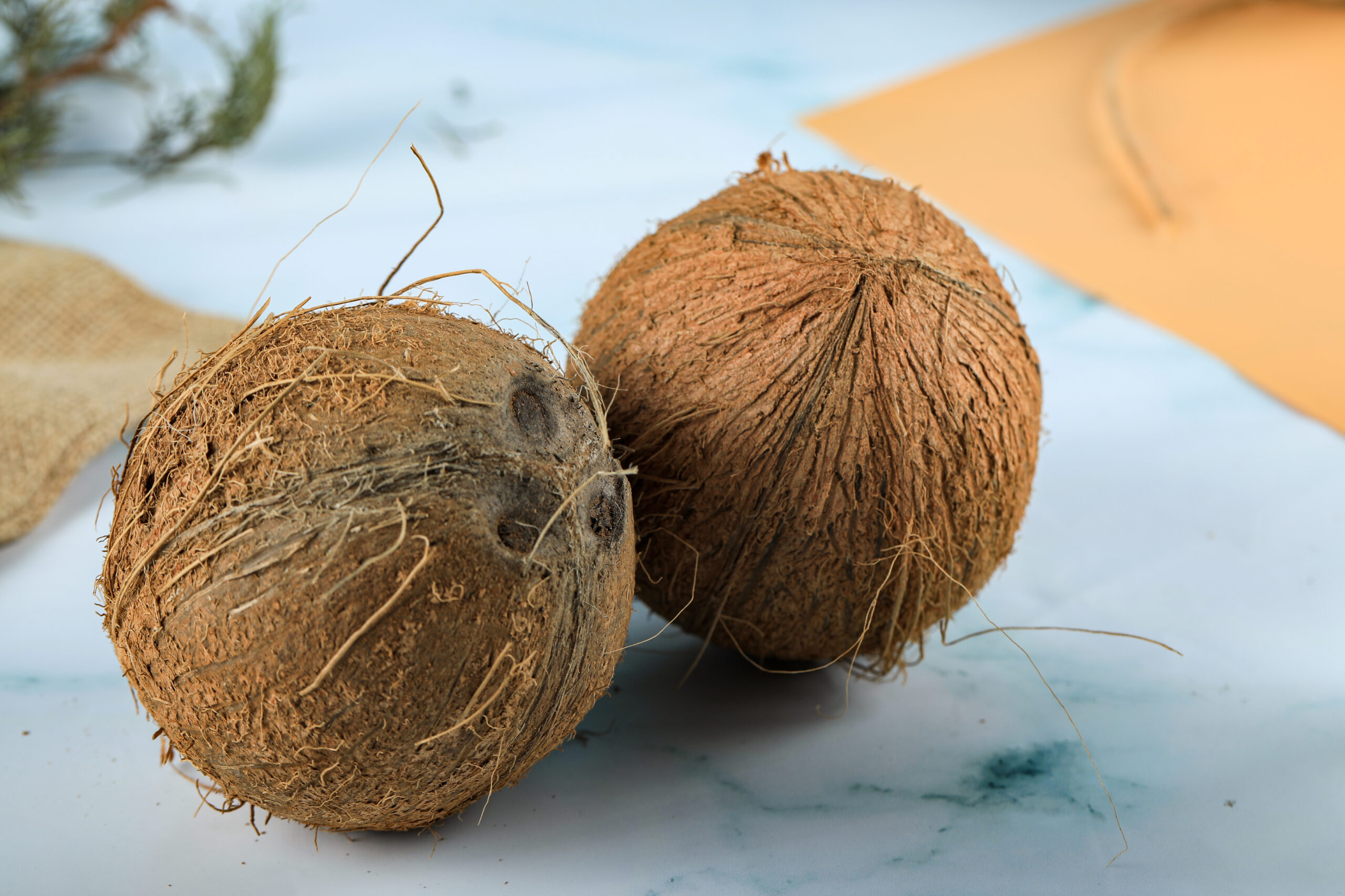 Raw coconut shell with husk